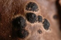 Arthonia fuscopurpurea